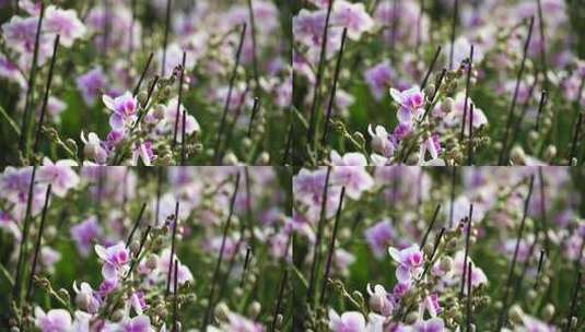 蝴蝶兰 兰花 花朵 观赏花 卉漂亮的花朵高清在线视频素材下载