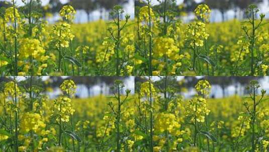 油菜花慢镜头高清在线视频素材下载