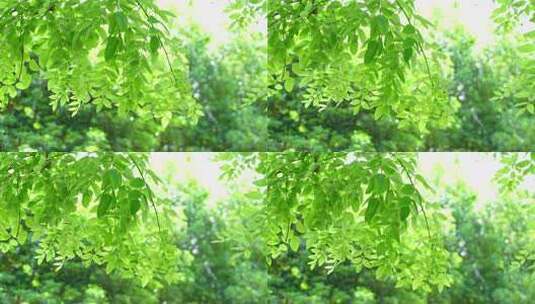 绿色夏天自然风吹树叶空镜头高清在线视频素材下载