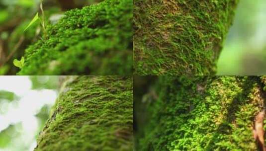 森林树木流水青苔植物昆虫高清AE视频素材下载