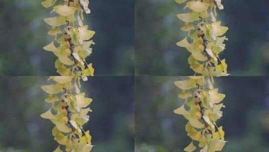 雨天金黄色的银杏树叶特写高清在线视频素材下载