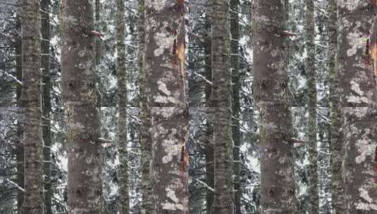 在白雪覆盖的森林里高清在线视频素材下载