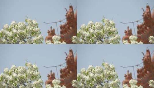 慢镜头下故宫寿康宫前的梨树花开高清在线视频素材下载