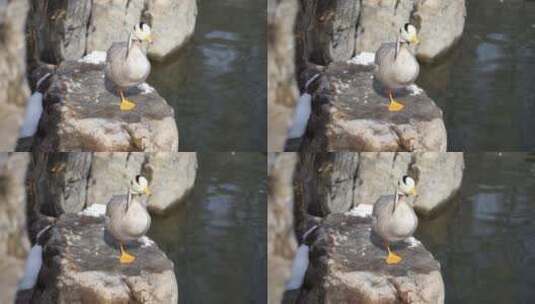 岸边的鸭子斑头雁在休息高清在线视频素材下载
