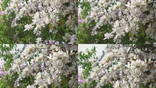 花树，紫荆花，紫花白花高清在线视频素材下载