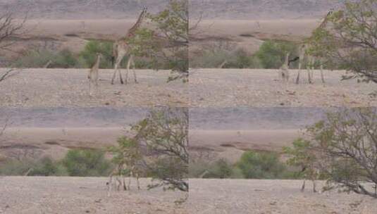 长颈鹿母亲和它的孩子高清在线视频素材下载