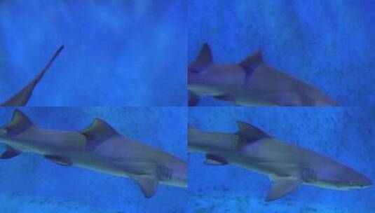 鲨鱼大白鲨凶猛鱼类深海高清在线视频素材下载