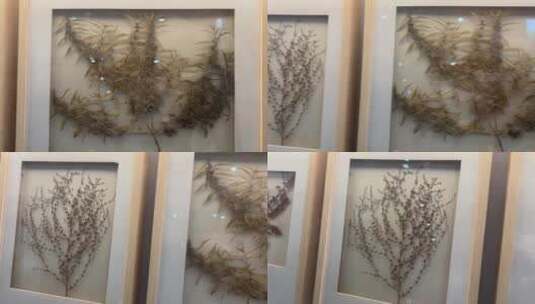 树叶植物亚克力标本展示装饰画高清在线视频素材下载