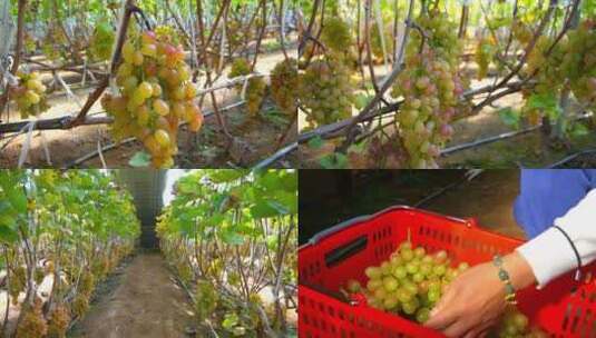 葡萄 农产品 冰美人 水果高清在线视频素材下载