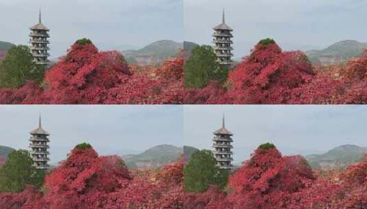 济南红叶谷景区，秋季满山红叶景观高清在线视频素材下载