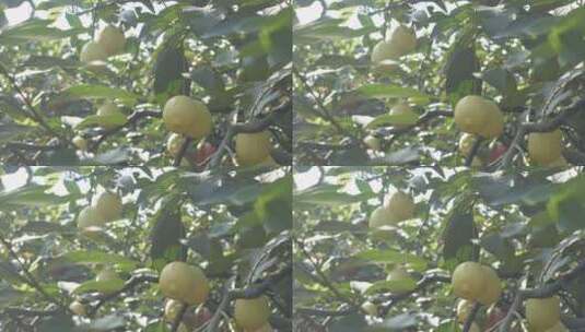 阳光下的柠檬，随风摇动4K自然风光素材高清在线视频素材下载