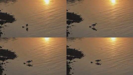 洛阳洛河日出鸟类生态环境航拍高清在线视频素材下载