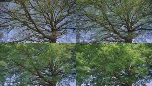 从枯枝长到满树绿叶高清在线视频素材下载