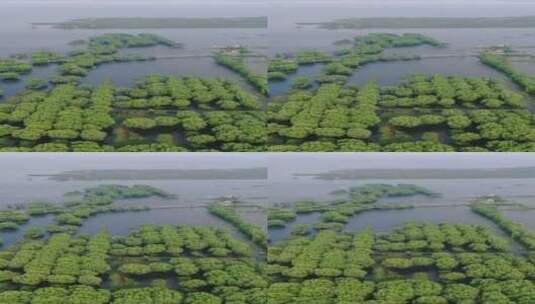 航拍水上森林植物竖屏高清在线视频素材下载