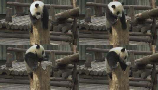 顽皮的大熊猫在树洞里玩耍高清在线视频素材下载