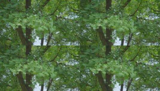 220516梅湖银杏树林A01682212高清在线视频素材下载