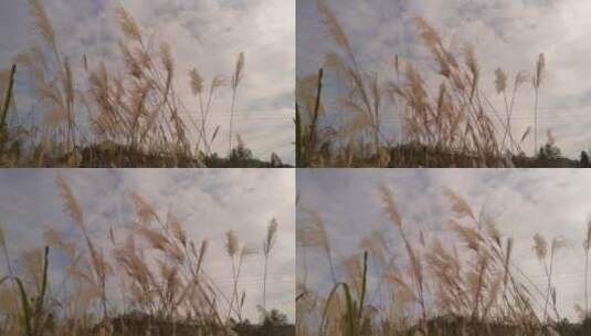 秋天唯美的茅草芦苇大自然高清在线视频素材下载