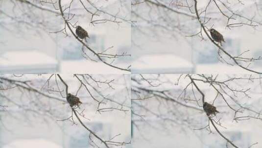 欧洲八哥鸟在树枝上吃或清洁冬季雪账单高清在线视频素材下载
