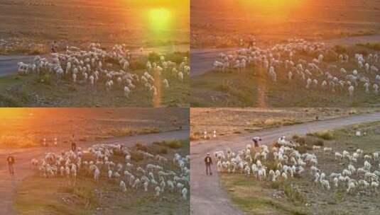 航拍夕阳下赶羊的牧羊人高清在线视频素材下载