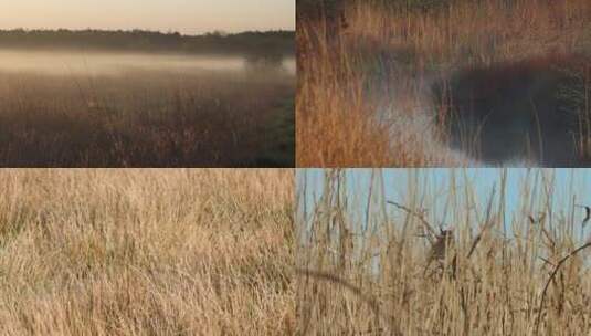 秋季傍晚黄昏湿地芦苇唯美高清在线视频素材下载