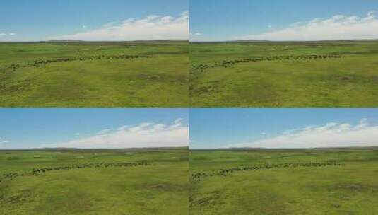 航拍甘肃甘南州玛曲草原牧场牦牛高清在线视频素材下载