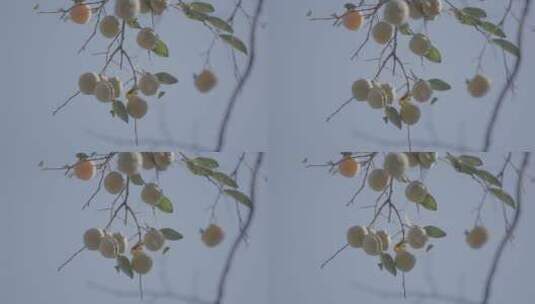 柿子树 秋天柿子高清在线视频素材下载