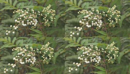 花朵特写镜头高清在线视频素材下载