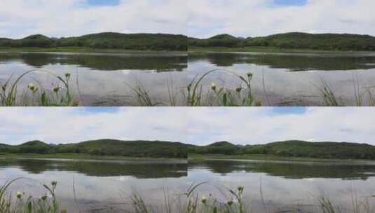 实拍1080P120牛风光山水草原湖泊河视频素材高清在线视频素材下载