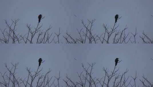 一只喜鹊飞离树梢高清素材高清在线视频素材下载