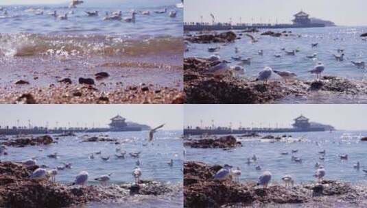 海鸥-大海-青岛栈桥高清在线视频素材下载