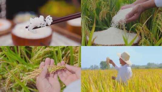 稻田大米素材高清在线视频素材下载