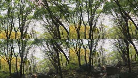秋季山间树林景色高清在线视频素材下载