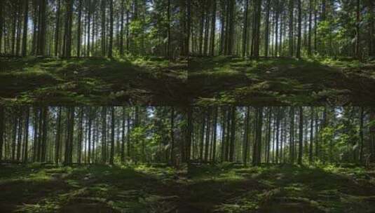 缓缓穿过一片绿色的森林高清在线视频素材下载