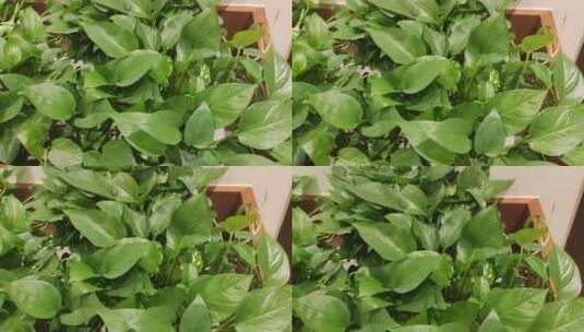 室内盆栽绿萝高清在线视频素材下载