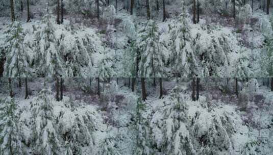 航拍雪压杜鹃（五月末杜鹃花开时普降瑞雪）高清在线视频素材下载