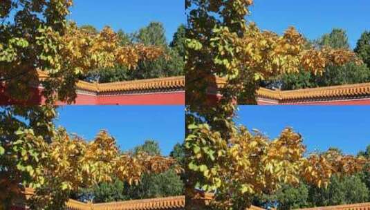 秋天黄叶树叶视频素材高清在线视频素材下载