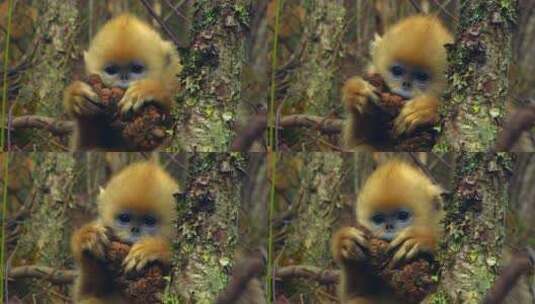 金丝猴幼崽6高清在线视频素材下载