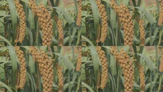 秋后成熟小米粮食作物高清在线视频素材下载