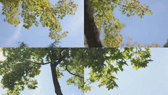 秋天唯美树叶空镜高清在线视频素材下载