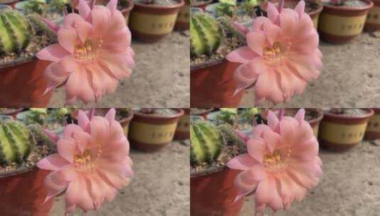 粉色彩球仙人掌花朵高清在线视频素材下载