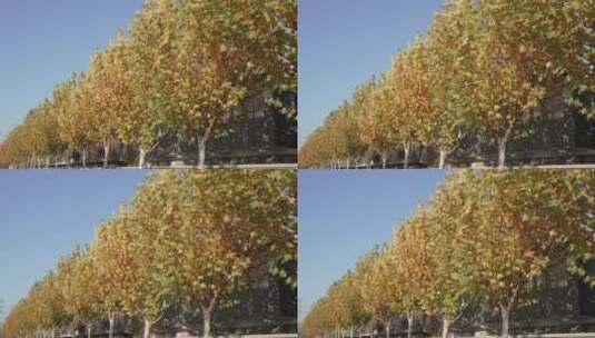 秋天一排树干枯的树叶梧桐树高清在线视频素材下载