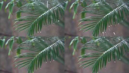 慢镜头大自然雨滴空镜-绿色植物-意境禅意高清在线视频素材下载