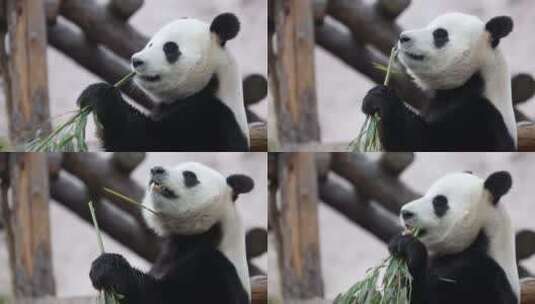 吃大熊猫吃竹笋进食喂养动物园高清在线视频素材下载