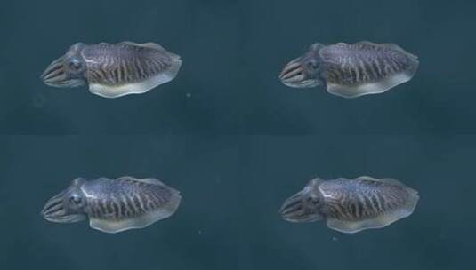 乌贼 墨斗鱼 乌贼伪装 海底世界 3D动画高清在线视频素材下载