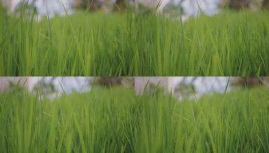 水稻梯田种植大米稻米秧苗插秧高清在线视频素材下载