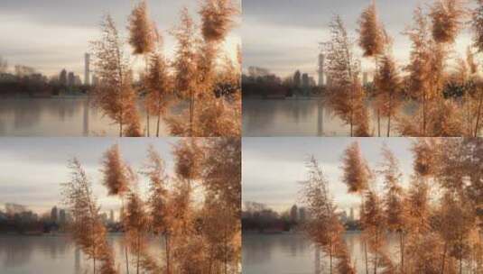 北京CBD朝阳公园湖面倒影芦苇荡高清在线视频素材下载
