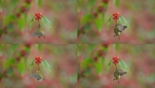 【正版4K素材】太阳母鸟悬停高清在线视频素材下载