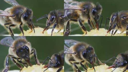 蜜蜂特写近景蜜蜂微距高清在线视频素材下载