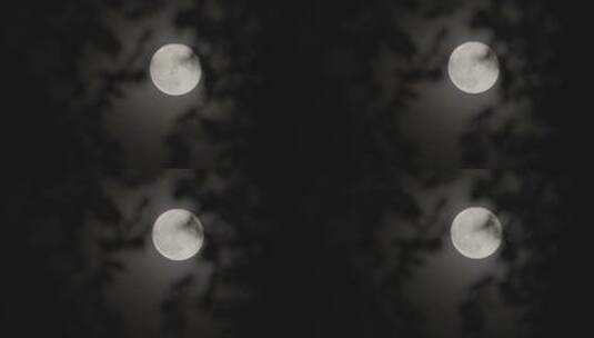 树枝月亮 月亮意境高清在线视频素材下载