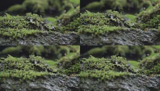 森林里山坡上蕨类植物叶子上雨后的水滴滚落高清在线视频素材下载